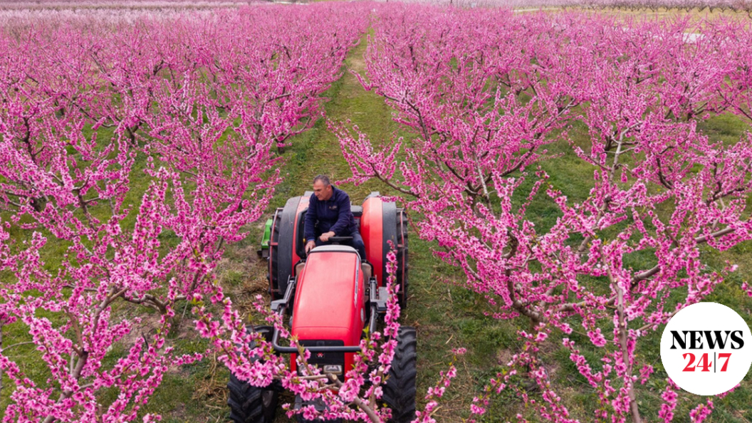 22705627