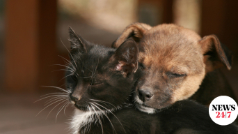 22789955